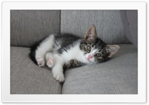 Kitty cat 4K UHD Wallpaper for Widescreen and UltraWide Desktop, UltraHD TV, Smartphone, Tablet