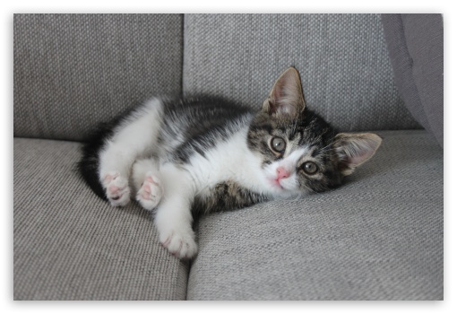 Kitty cat UltraHD Wallpaper for Fullscreen 3:2 ;