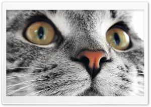 Kitty Cat Close Up Ultra HD Wallpaper for 4K UHD Widescreen desktop, tablet & smartphone