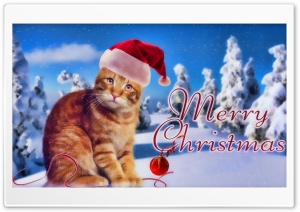 Kitty Christmas Ultra HD Wallpaper for 4K UHD Widescreen desktop, tablet & smartphone