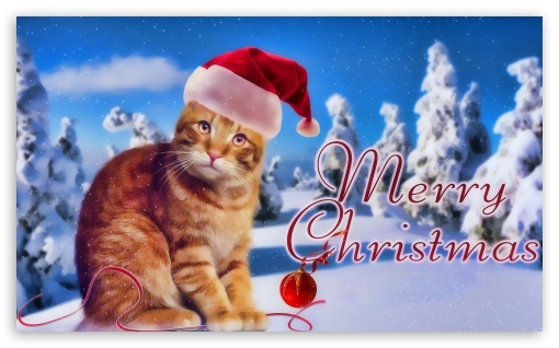 Kitty Christmas UltraHD Wallpaper for HD 16:9 ; Widescreen 5:3 ;