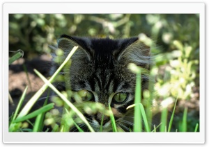 Kitty In Grass Ultra HD Wallpaper for 4K UHD Widescreen desktop, tablet & smartphone