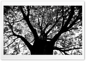 Knew A Tree In Boston Ultra HD Wallpaper for 4K UHD Widescreen desktop, tablet & smartphone