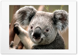 koala 4K UHD Wallpaper for Widescreen and UltraWide Desktop, UltraHD TV, Smartphone, Tablet