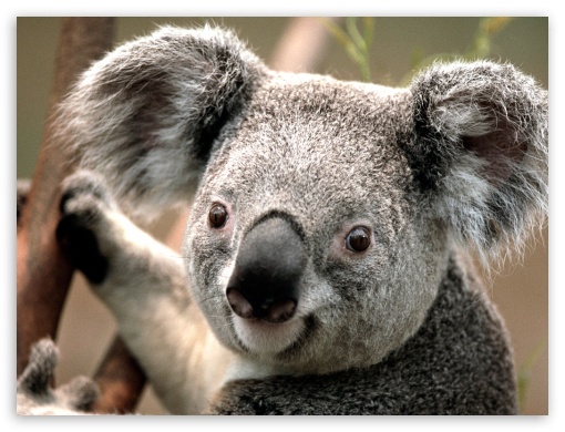 74319 Koala 4K Wildlife  Rare Gallery HD Wallpapers