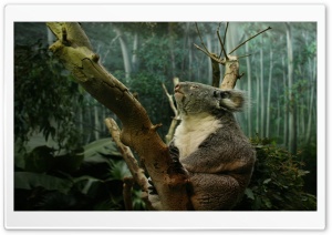 Koala In Tree Ultra HD Wallpaper for 4K UHD Widescreen desktop, tablet & smartphone