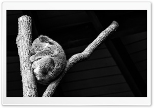 Koala Taking A Nap Ultra HD Wallpaper for 4K UHD Widescreen desktop, tablet & smartphone
