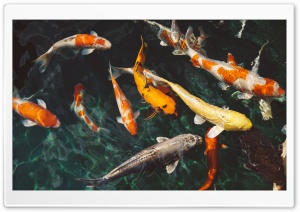 Koi Fish Ultra HD Wallpaper for 4K UHD Widescreen desktop, tablet & smartphone