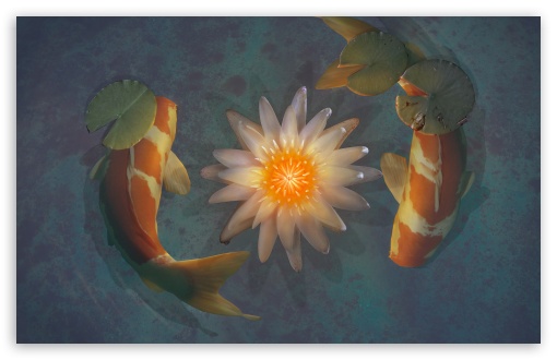 HD Koi Fish Wallpaper 54 images