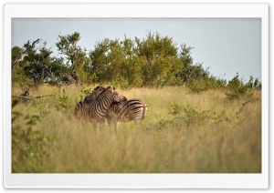 Kruger National Park Ultra HD Wallpaper for 4K UHD Widescreen desktop, tablet & smartphone