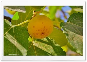 Kurdistan-Nature-Fig Ultra HD Wallpaper for 4K UHD Widescreen desktop, tablet & smartphone