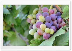 Kurdistan-Nature-Grapes Ultra HD Wallpaper for 4K UHD Widescreen desktop, tablet & smartphone