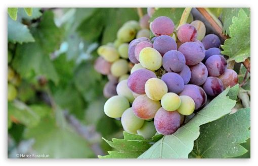 Kurdistan-Nature-Grapes UltraHD Wallpaper for Widescreen 16:10 ; Fullscreen 3:2 ;