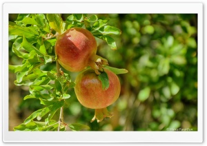 Kurdistan-Nature-Pomegranate Ultra HD Wallpaper for 4K UHD Widescreen desktop, tablet & smartphone