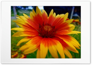 Kvet 4K UHD Wallpaper for Widescreen and UltraWide Desktop, UltraHD TV, Smartphone, Tablet