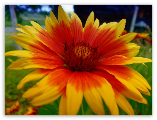 Kvet UltraHD Wallpaper for Fullscreen 4:3 ;