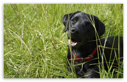 Labrador grass UltraHD Wallpaper for UHD 16:9 ; HD 16:9 ; Widescreen 16:10 5:3 ; Fullscreen 3:2 ;