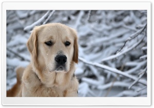 Labrador Retriever, Winter Ultra HD Wallpaper for 4K UHD Widescreen desktop, tablet & smartphone