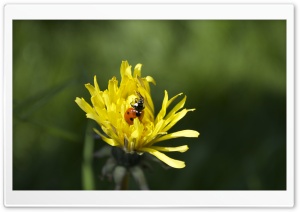 Lady Bug Ultra HD Wallpaper for 4K UHD Widescreen desktop, tablet & smartphone