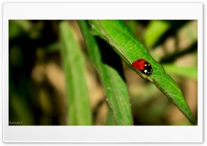 Lady Bug By Chance Ultra HD Wallpaper for 4K UHD Widescreen desktop, tablet & smartphone