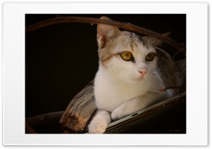 Lady Cat 4K UHD Wallpaper for Widescreen and UltraWide Desktop, UltraHD TV, Smartphone, Tablet