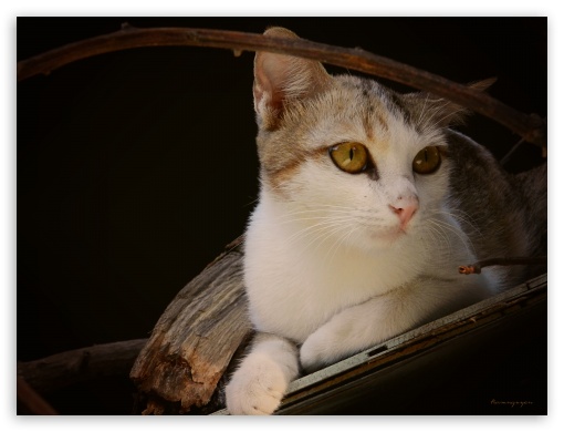 Lady Cat UltraHD Wallpaper for Fullscreen 4:3 ;