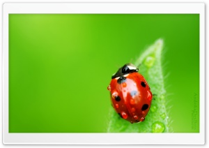 Lady Fly Ultra HD Wallpaper for 4K UHD Widescreen desktop, tablet & smartphone