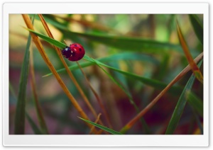 LADybeetle Ultra HD Wallpaper for 4K UHD Widescreen desktop, tablet & smartphone