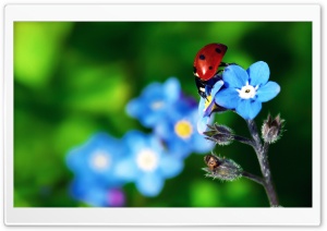 Ladybird Beetle Ultra HD Wallpaper for 4K UHD Widescreen desktop, tablet & smartphone