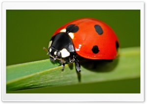 Ladybird Explore Ultra HD Wallpaper for 4K UHD Widescreen desktop, tablet & smartphone