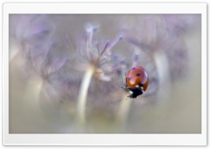Ladybird Macro Ultra HD Wallpaper for 4K UHD Widescreen desktop, tablet & smartphone