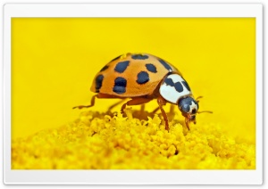 Ladybird Macro Ultra HD Wallpaper for 4K UHD Widescreen desktop, tablet & smartphone