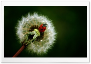 Ladybird On A Dandelion Ultra HD Wallpaper for 4K UHD Widescreen desktop, tablet & smartphone