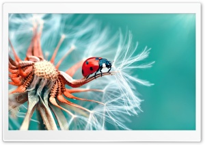 Ladybird on a Dandelion Seeds Macro Ultra HD Wallpaper for 4K UHD Widescreen desktop, tablet & smartphone