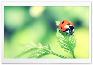 Ladybird On A Leaf Ultra HD Wallpaper for 4K UHD Widescreen desktop, tablet & smartphone