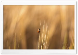 Ladybird On A Wheat Stalk Ultra HD Wallpaper for 4K UHD Widescreen desktop, tablet & smartphone