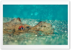 Ladybird Under Rain Ultra HD Wallpaper for 4K UHD Widescreen desktop, tablet & smartphone