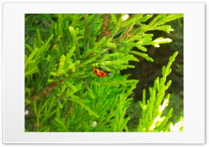 Ladybird Up Side Down 4K UHD Wallpaper for Widescreen and UltraWide Desktop, UltraHD TV, Smartphone, Tablet