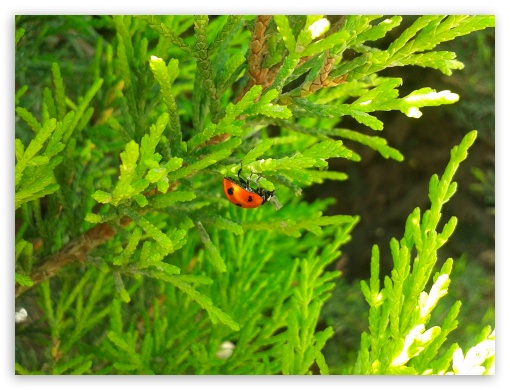 Ladybird Up Side Down UltraHD Wallpaper for Fullscreen 4:3 ;