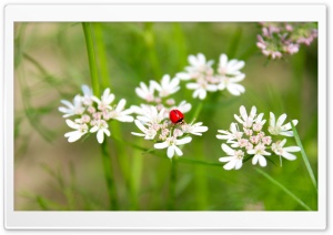 LadybirdLadybug Ultra HD Wallpaper for 4K UHD Widescreen desktop, tablet & smartphone