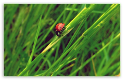 Ladybug UltraHD Wallpaper for HD 16:9 ; Widescreen 16:10 5:3 ; Fullscreen 4:3 5:4 3:2 ; Tablet 1:1 ; Mobile 3:5 3:4 ; Dual 16:10 5:3 16:9 4:3 5:4 ;