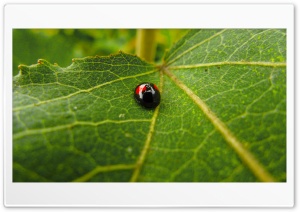 Ladybug Ultra HD Wallpaper for 4K UHD Widescreen Desktop, Lockscreen, Screensaver, TV, Tablet, Smartphone