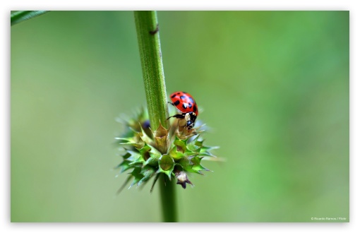 Ladybug UltraHD Wallpaper for HD 16:9 ; Widescreen 16:10 5:3 ; Fullscreen 4:3 5:4 3:2 ; Tablet 1:1 ; Mobile 3:5 3:4 ;