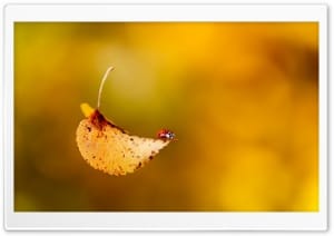 Ladybug Beetle on a Yellow Leaf Autumn 4K UHD Wallpaper for Widescreen and UltraWide Desktop, UltraHD TV, Smartphone, Tablet