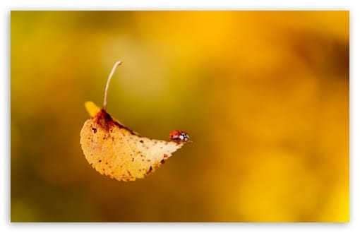 Ladybug Beetle on a Yellow Leaf Autumn UltraHD Wallpaper for UHD 16:9 ; HD 16:9 ; UltraWide 21:9 24:10 ; Widescreen 16:10 ; Tablet 1:1 ; Mobile 9:16 9:19.5 9:20 ;