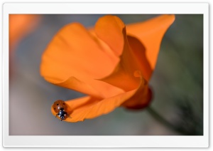 Ladybug, California Poppy, Macro Ultra HD Wallpaper for 4K UHD Widescreen desktop, tablet & smartphone