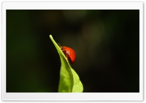 Ladybug climbing Ultra HD Wallpaper for 4K UHD Widescreen desktop, tablet & smartphone