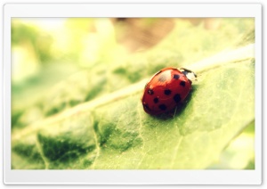 Ladybug Close Up Ultra HD Wallpaper for 4K UHD Widescreen desktop, tablet & smartphone