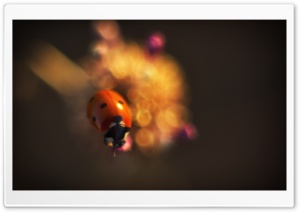 Ladybug In Sun Light, Summer Ultra HD Wallpaper for 4K UHD Widescreen desktop, tablet & smartphone