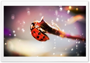 Ladybug In The Rain Ultra HD Wallpaper for 4K UHD Widescreen desktop, tablet & smartphone